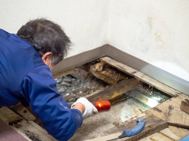Mount Olive, AL Mold Removal Company