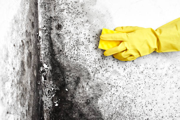 Best Mold Remediation Experts  in Mount Olive, AL
