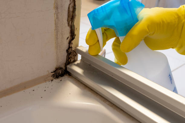 Best Black Mold Removal  in Mount Olive, AL